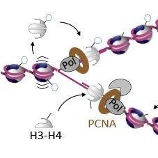 @grothlab