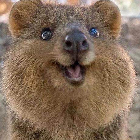 @Mr-Quokka