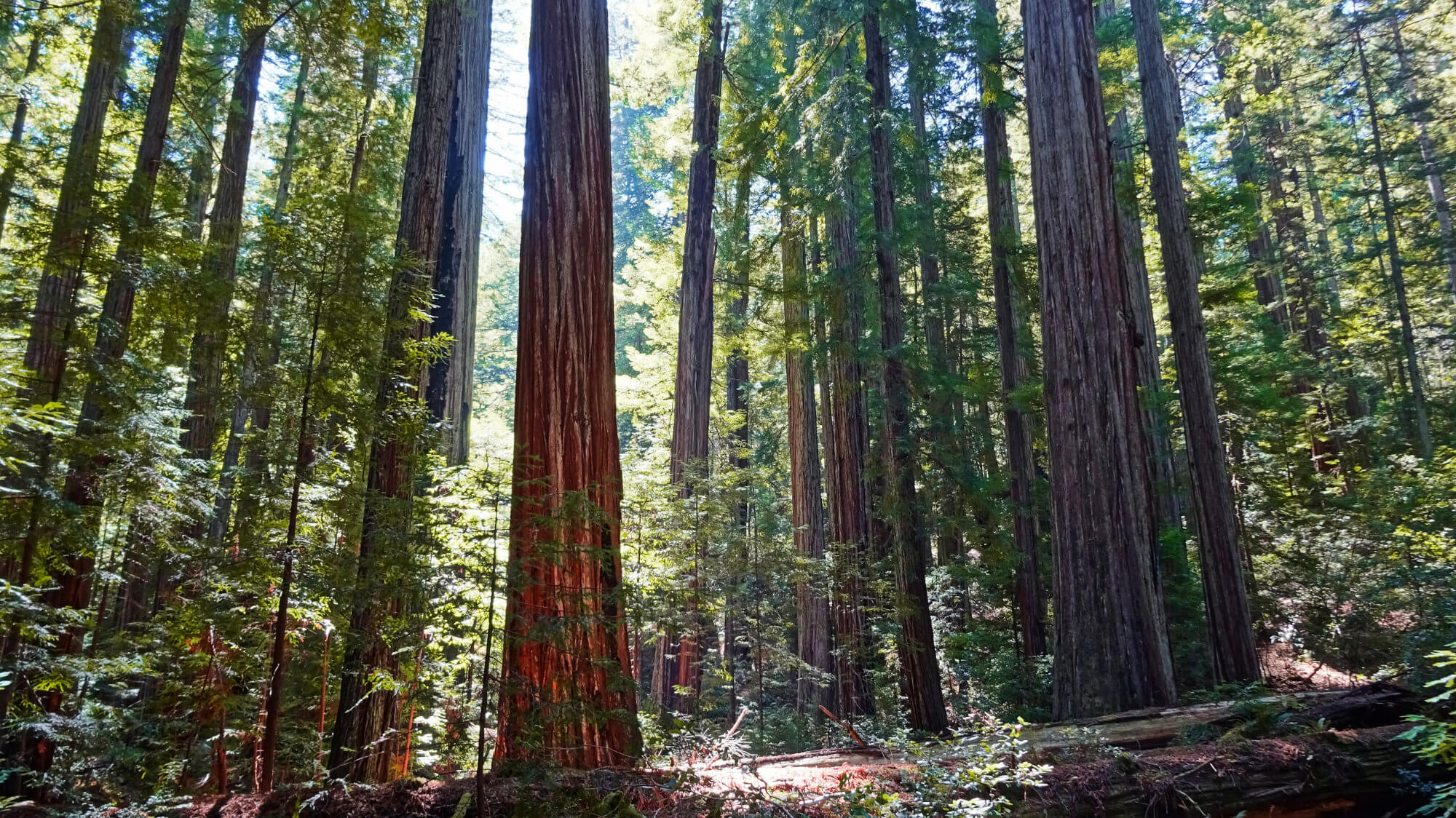 Humboldt Redwoods State Park