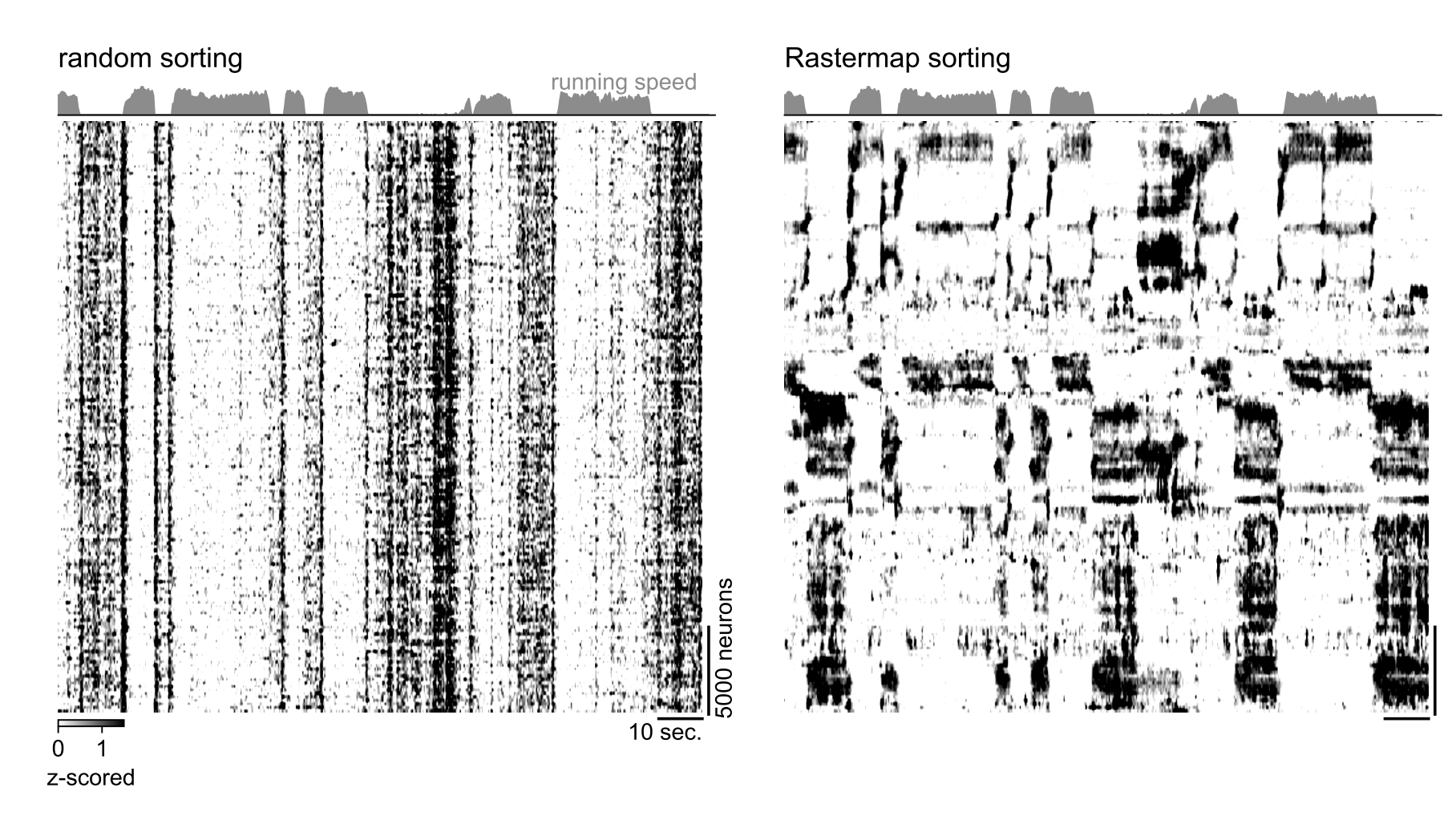 random sorting and rastermap sorting of spontaneous activity