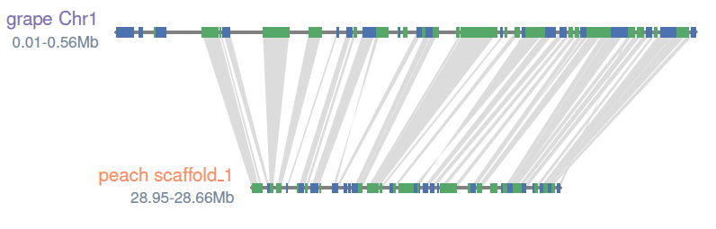 Grape-peach-blocks-line