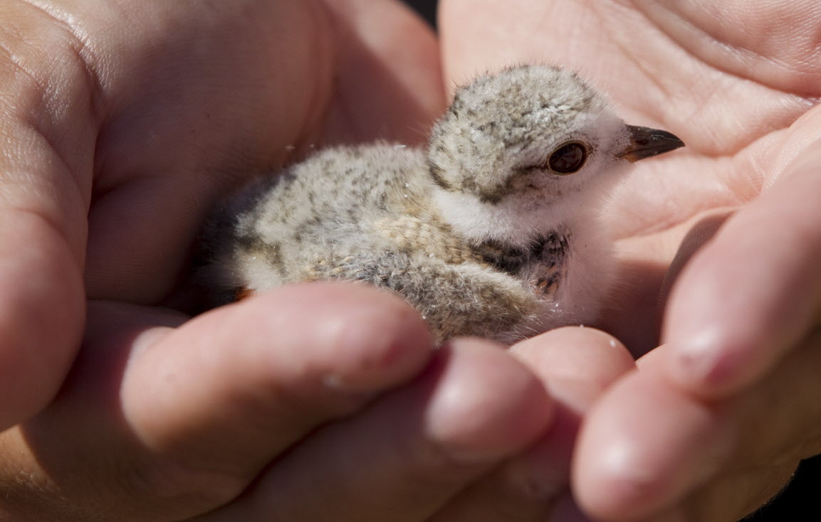 Click for the Plover project donation page