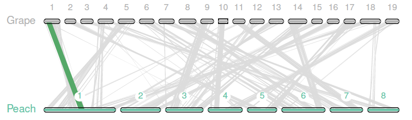 Grape-peach-karyotype-line