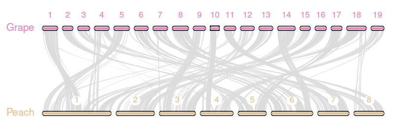 Grape-peach-karyotype