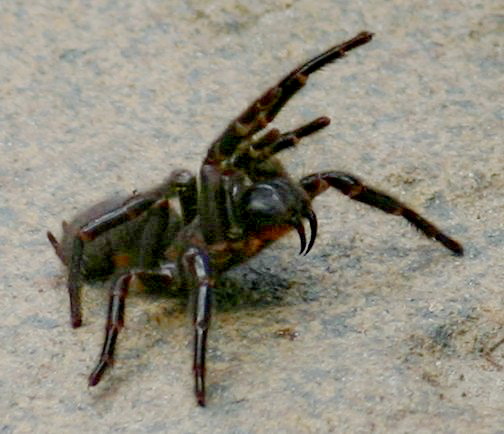 Sydney funnel-web spider